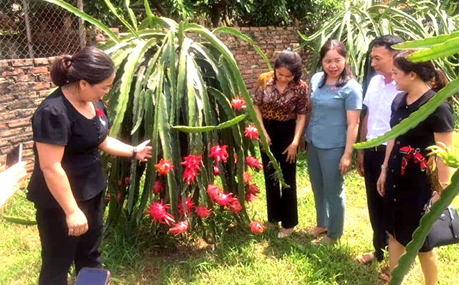 Bà Hà Thị Đóa - Phó Chủ tịch Hội LHPN tỉnh (thứ 3, bên phải) thăm HTX Thanh long ruột đỏ của hội viên phụ nữ xã Minh Quân, huyện Trấn Yên.