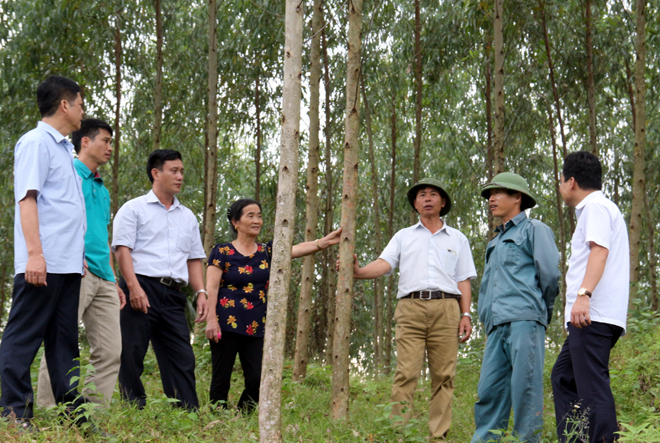 Hội Nông dân tỉnh thăm mô hình trồng rừng bền vững thích ứng với biến đổi khí hậu của gia đình anh Trần Trung Kiên, thôn Mạ, xã Vĩnh Kiên, huyện Yên Bình.