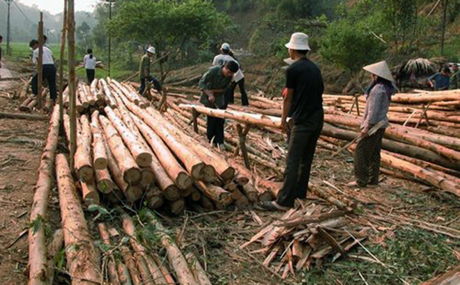 Khai thác gỗ rừng trồng ở Yên Bình. (Ảnh: nongnghiep.vn)