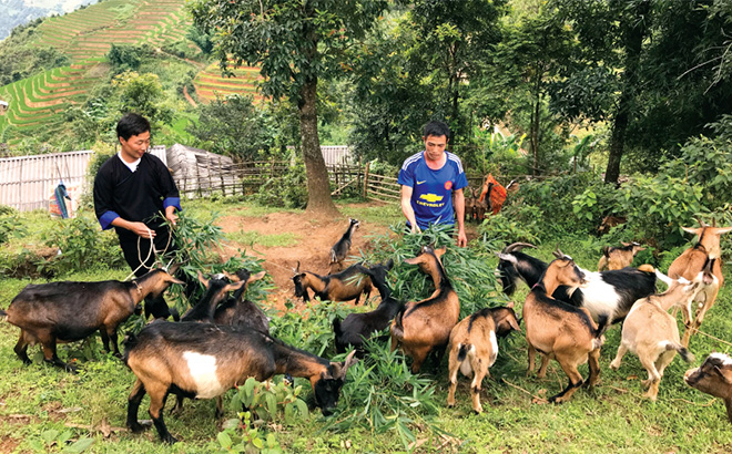 Mô hình nuôi dê sinh sản của người dân xã Mồ Dề, huyện Mù Cang Chải.