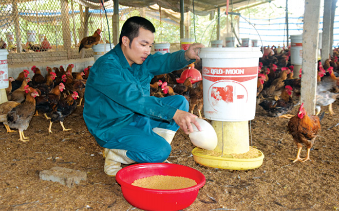 Mỗi năm, Nguyễn Tiến Thắng nuôi khoảng 1,2 vạn con gà ta lai.
