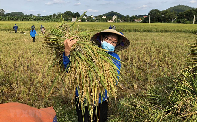 Thu hoạch lúa tại xã Vĩnh An, Thanh Hóa.