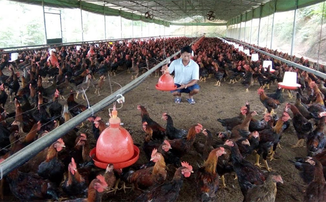 Sản xuất chăn nuôi gà an toàn tại Hợp tác xã Dịch vụ nông nghiệp MQ, xã Minh Quán.
