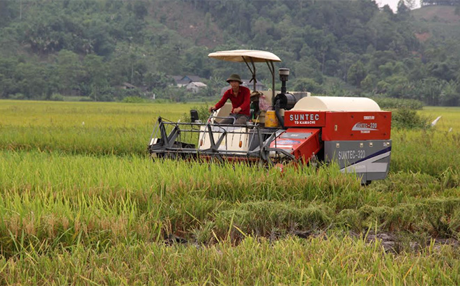 Thu hoạch lúa trên cánh đồng Đại-Phú-An, huyện Văn Yên. (Ảnh: Thu Trang)