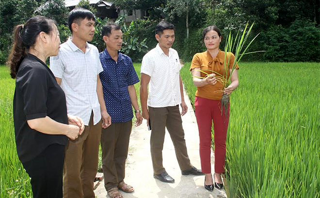 Chị Hà Thu Dậu cùng các đảng viên trong Chi bộ thôn Yên Thịnh, xã Kiên Thành kiểm tra sản xuất lúa vụ mùa.