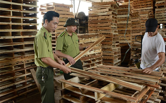 Cán bộ kiểm lâm huyện Yên Bình kiểm tra chất lượng gỗ rừng trồng sau chế biến bảo đảm tiêu chuẩn xuất khẩu.