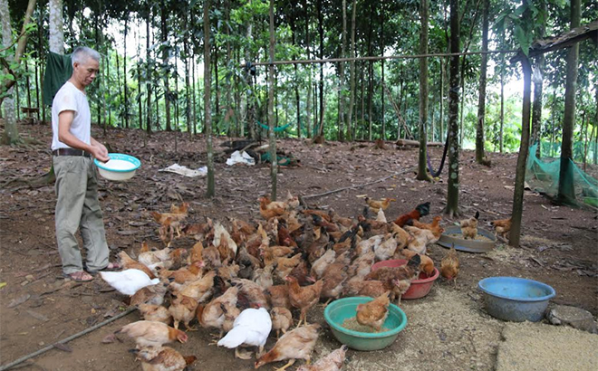 Hiệu quả mô hình chi hội nông dân nghề nghiệp hợp tác xã chăn nuôi gà thịt