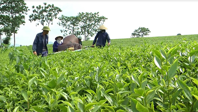 Nông dân thị xã Nghĩa Lộ thu hái chè.