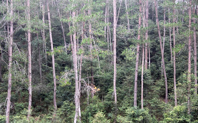 Những cánh rừng thông trên địa bàn huyện Mù Cang Chải tiềm ẩn nguy cơ cháy cao trong mùa khô.