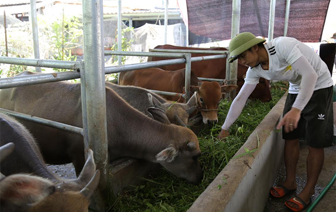 Xã Đồng Khê có nhiều hộ đầu tư phát triển chăn nuôi trâu, bò vỗ béo tạo thành sản phẩm hàng hóa cho thu nhập cao.