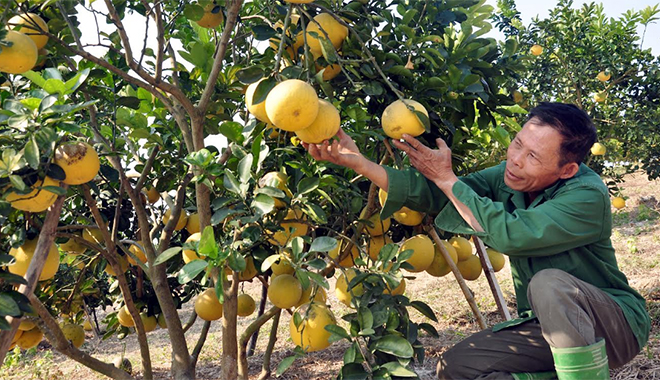 Phát triển các mô hình chăn nuôi, trồng cây ăn quả là một trong những giải pháp giúp hộ nghèo ở Yên Bình thoát nghèo.