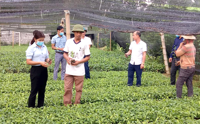 Lãnh đạo xã Phú Thịnh kiểm tra vườn ươm quế của gia đình ông Nguyễn Văn Ninh ở thôn 1.