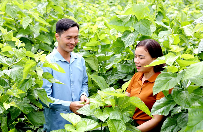 Lãnh đạo xã Việt Thành kiểm tra chất lượng dâu ở thôn Lan Đình.