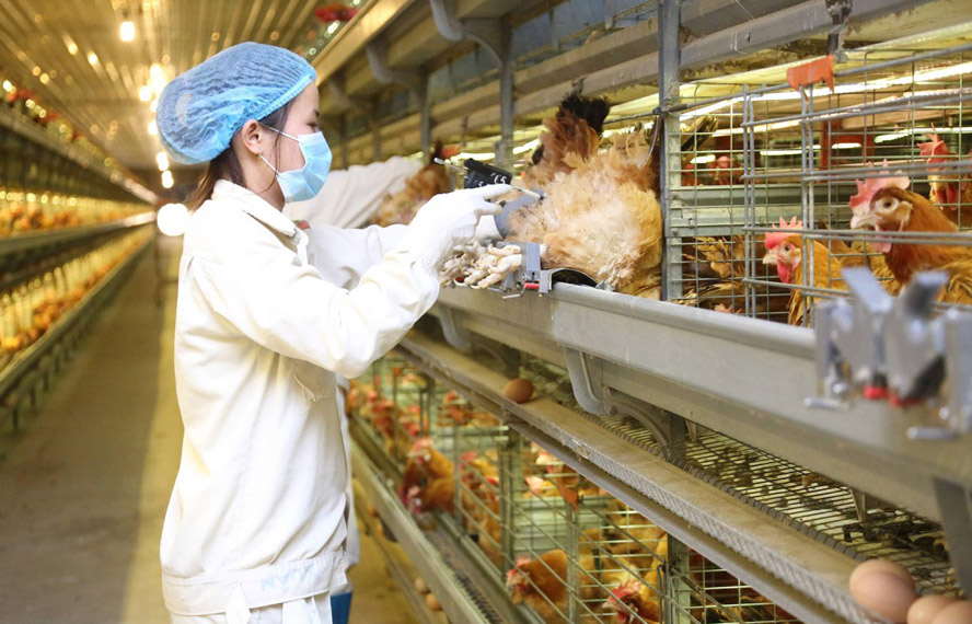 Chăn nuôi gà đẻ trứng công nghệ cao tại Tập đoàn Dabaco Việt Nam.