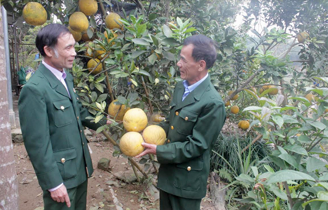 Hội viên cựu chiến binh xã Việt Thành trao đổi kinh nghiệm trồng bưởi Diễn.