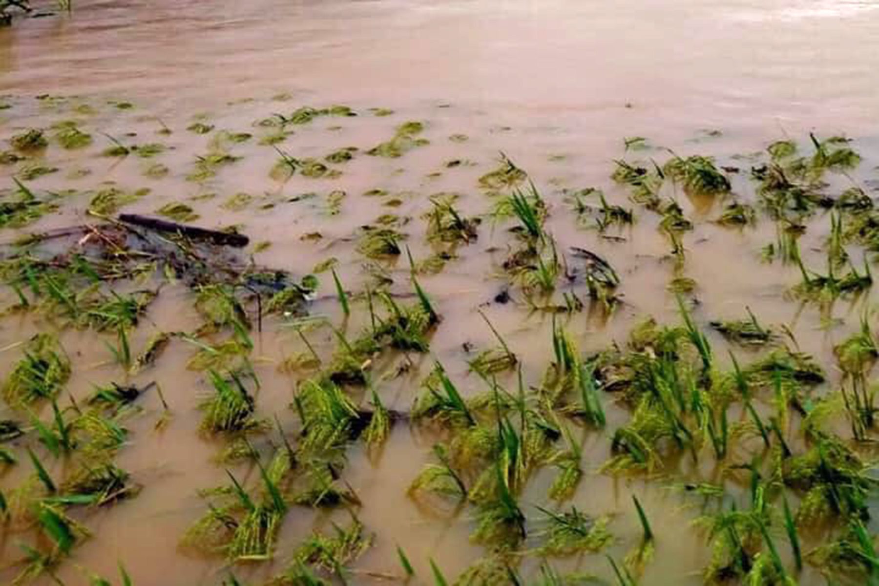 Nhiều diện tích lúa sắp thu hoạch bị ngập sâu trong nước.