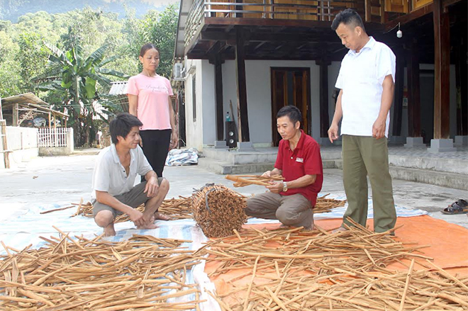 Anh Đinh Xuân Chinh (người ngồi bên phải) giới thiệu cách sơ chế quế ống điếu.
