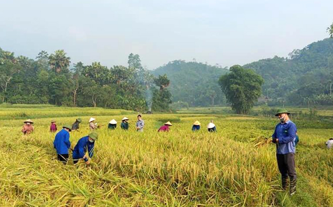 Nông dân Lục Yên đẩy nhanh tiến độ thu hoạch lúa mùa, chuẩn bị quỹ đất sản xuất cây vụ đông.