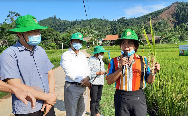 Cán bộ Trung tâm Dịch vụ Hỗ trợ phát triển nông nghiệp huyện Lục Yên đánh giá kết quả mô hình trồng giống lúa thuần HANA6 tại xã Mường Lai.