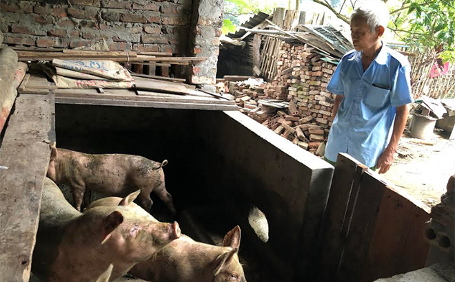 Từ nguồn vốn vay của Ngân hàng Chính sách xã hội và sự giúp đỡ của Hội Cựu chiến binh phường, ông Cao Ngọc Quý đã chăn nuôi lợn để phát triển kinh tế.