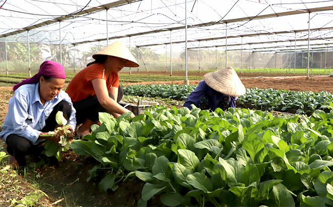 Nhân dân HTX rau Minh Tiến trồng rau vụ đông. (Ảnh: Minh Huyền)