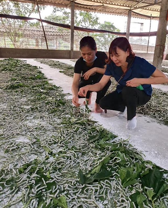 Chị Trần Thị Hoàn Liên (bên phải) xuống cơ sở hướng dẫn bà con trồng dâu, nuôi tằm phát triển kinh tế.