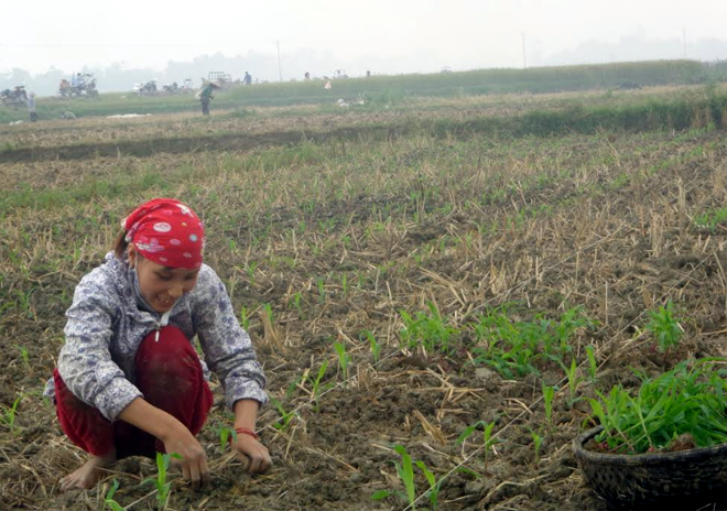 Nông dân Văn Yên đưa ngô bầu ra ruộng. (Ảnh: K.T)
