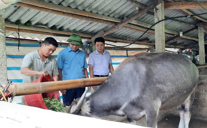 Một mô hình chăn nuôi trâu tại huyện Lục Yên được hỗ trợ kinh phí từ Nghị quyết 69 của HĐND tỉnh.
