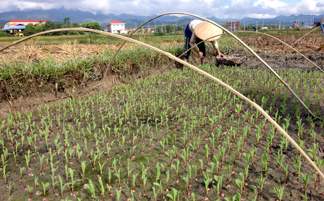 Nông dân thị xã Nghĩa Lộ chăm sóc bầu ngô đông trước khi ra ruộng. Ảnh minh họa