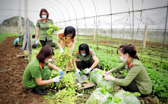 Cán bộ, hội viên Hội Phụ nữ Công an tỉnh thu mua rau màu tận ruộng cho nông dân. (Ảnh do Ban Tuyên giáo Tỉnh hội Phụ nữ Yên Bái cung cấp)