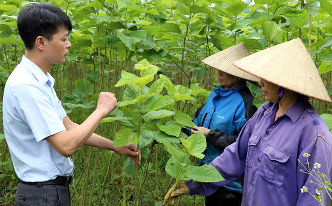 Cán bộ xã Báo Đáp kiểm tra việc phát triển trồng dâu nuôi tằm của nông dân.
