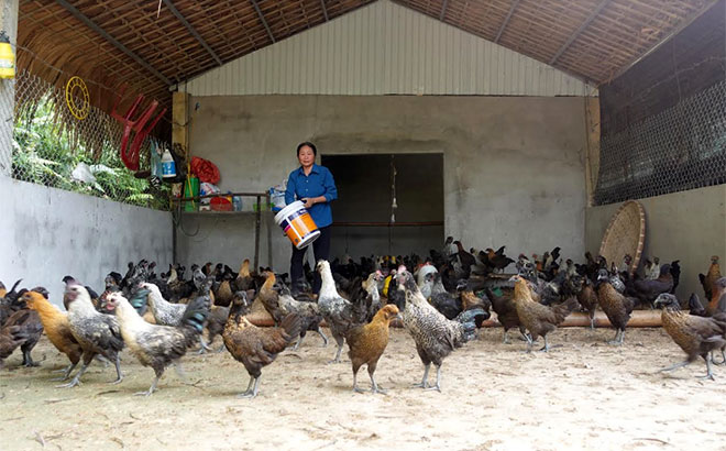 Nông dân xã Minh Chuẩn phát triển mô hình nuôi gà đen thương phẩm.