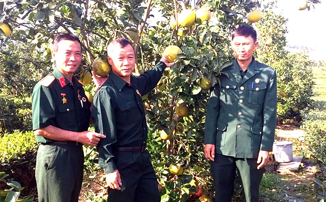 Hội viên cựu chiến binh huyện Văn Chấn trồng bưởi cho thu nhập gần 100 triệu đồng/năm.