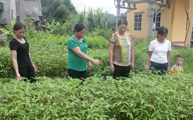 Hội Phụ nữ xã Tân Thịnh thăm mô hình trồng rau sạch của hội viên.