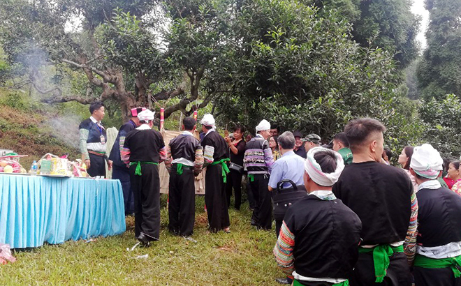 Lễ cúng tôn vinh cây chè tổ Suối Giàng là hoạt động được huyện Văn Chấn tổ chức hàng năm góp phần bảo tồn văn hóa truyền thống.