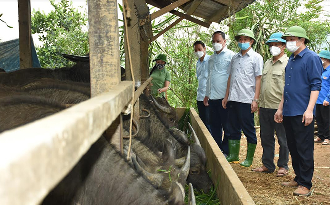 Leaders of Luc Yen inspect models of buffalo breeding farm with high economic efficiency.