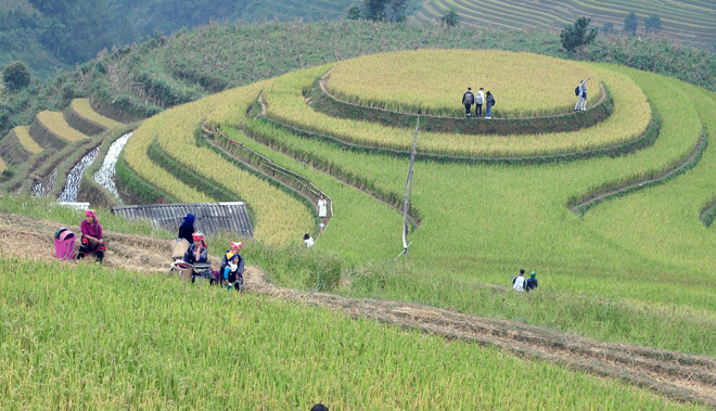 Ruộng bậc thang Mù Cang Chải thu hút khách du lịch. Ảnh: Thành Trung