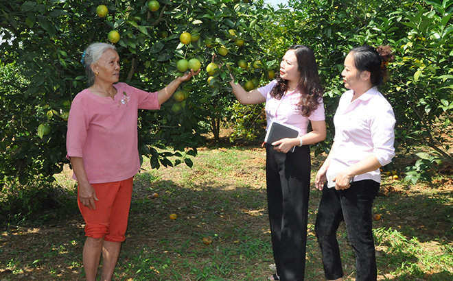 Người dân được vay vốn thử nghiệm trồng cam trên đất trồng bưởi ở xã Đại Minh, huyện Yên Bình đã cho kết quả khả quan.