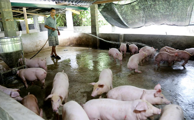 Mô hình chăn nuôi lợn của anh Trần Văn Huynh, thôn Kiến Thịnh 1, hiện có 10 con lợn nái, 100 con lợn thương phẩm, hàng năm cho thu nhập trên 100 triệu đồng.