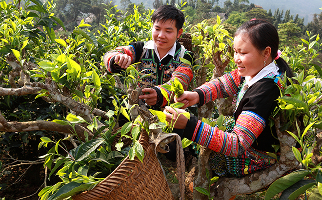 Chè Shan tuyết cổ thụ - đặc sản riêng có của người Mông xã Suối Giàng.