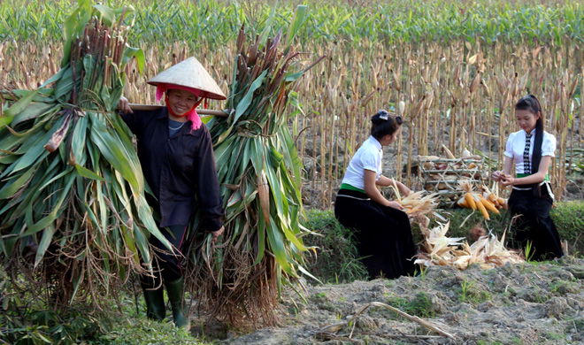 Diện tích ngô vụ Hè thu ước đạt 8.904,6 ha/8.880 ha kế hoạch, đạt 100,3% kế hoạch. (Trong ảnh: Nông dân xã Nghĩa Lợi, thị xã Nghĩa Lộ thu hoạch ngô vụ Hè thu)