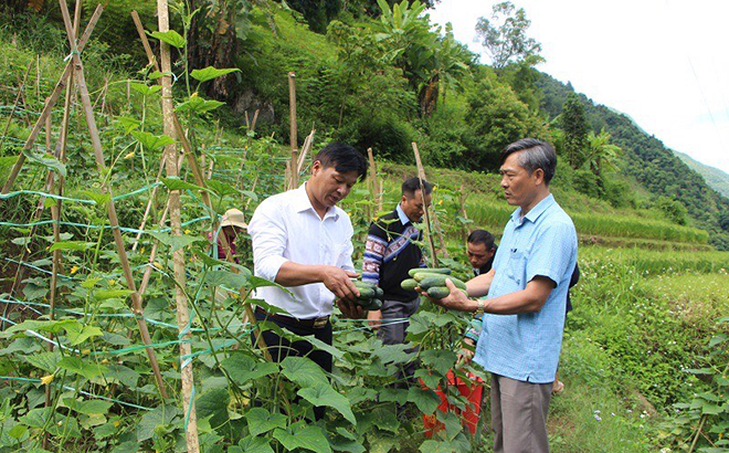 Mô hình trồng dưa chuột Thái Lan tại 2 bản Trống Là và Háng Đề Chu, xã Hồ Bốn bước đầu đem lại hiệu quả kinh tế cao.