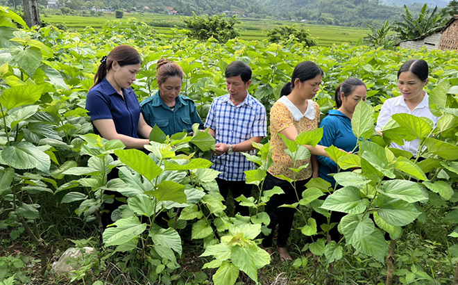Lãnh đạo xã Đồng Khê thăm mô hình trồng dâu nuôi tằm của nhân dân thôn Bản Hốc.