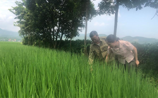 Agricultural technicians in Van Yen district regularly visit and inspect ST25 paddy fields in the locality.
