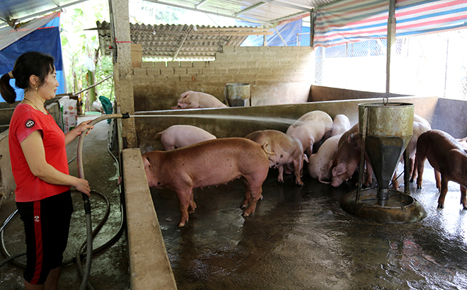 Mô hình chăn nuôi lợn của gia đình chị Hoàng Linh thôn 3, xã Phú Thịnh, huyện Yên Bình có quy mô trên 100 con lợn thương phẩm/lứa.
