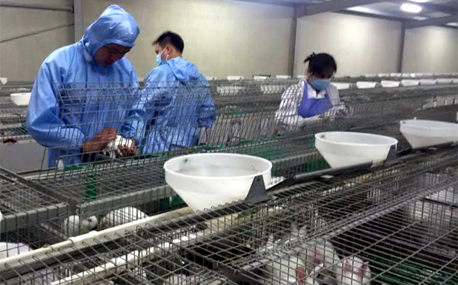 Lao động địa phương làm việc tại cơ sở chăn nuôi thỏ của Công ty Nippon Zoki Việt Nam ở xã Thượng Bằng La, huyện Văn Chấn.