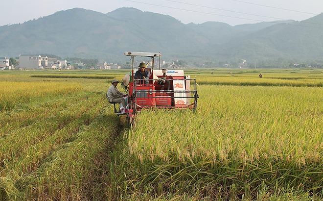 Nông dân xã An Thịnh, huyện Văn Yên đưa cơ giới hóa vào sản xuất để đẩy nhanh tiến độ thu hoạch lúa mùa.