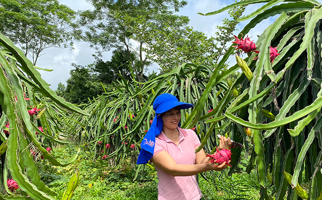 Chị Lê Thị Lan, thôn Bằng Là 1, xã Đại Lịch thu hoạch thanh long.