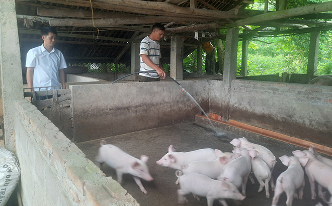 Ông Tô Văn Hộ, ở thôn Cà Lồ, xã Xuân Lai, huyện Yên Bình chăm sóc đàn lợn thương phẩm.