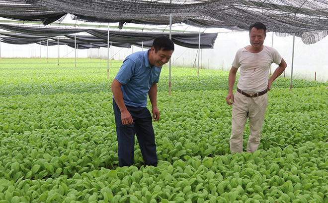 Mô hình chuyên canh hơn 2.000 m2 rau an toàn trong nhà lưới giúp ông Vi Văn Quỳnh, thôn Minh Tân có thu nhập trên 250 triệu đồng/năm.